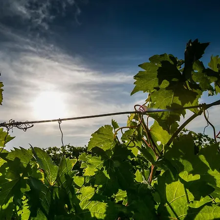 Bauernhof Costa Catterina Castagnito