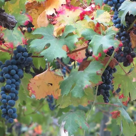 Costa Catterina Castagnito